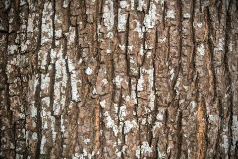 Tree bark texture background Stock Photos