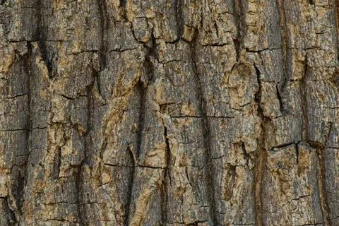 Tree bark texture background Stock Photos
