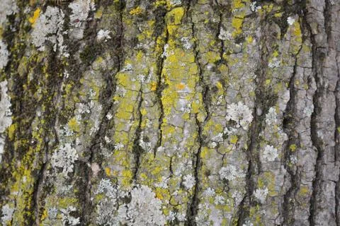 Tree bark texture background Stockfoto's