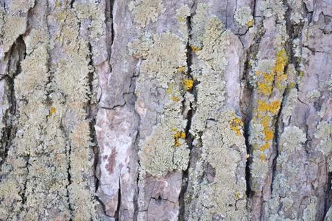 Tree bark texture background Stockfoto's