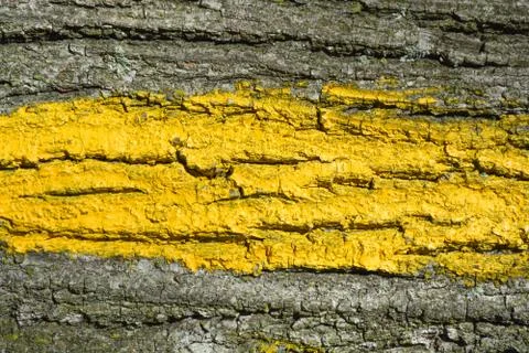 Tree bark texture background Stock Photos
