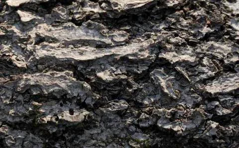 Tree bark texture background Stock Photos