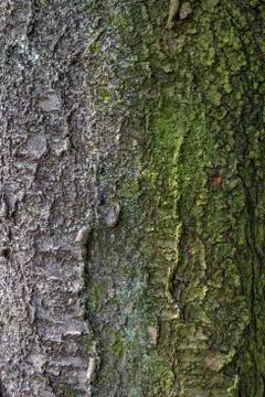 Tree bark texture background Stock Photos