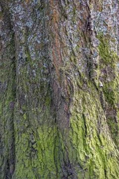 Tree bark texture background Stock Photos