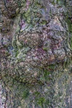 Tree bark texture background Stock Photos