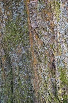 Tree bark texture background Stock Photos