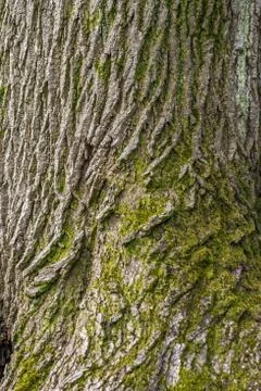 Tree bark texture background Stock Photos