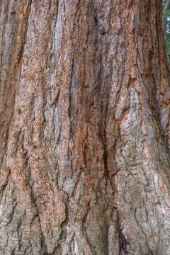 Tree bark texture background Stock Photos