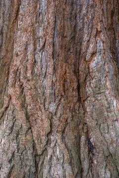 Tree bark texture background Stock Photos