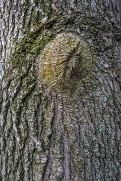 Tree bark texture background Stock Photos