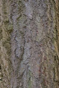 Tree bark texture background Stock Photos