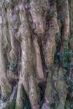 Tree bark texture background Stock Photos