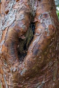 Tree bark texture background Stock Photos
