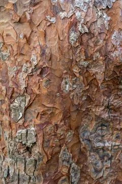 Tree bark texture background Stock Photos