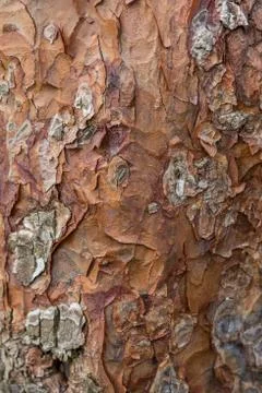Tree bark texture background Stock Photos
