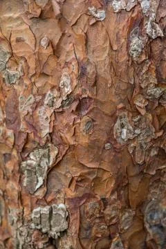 Tree bark texture background Stock Photos