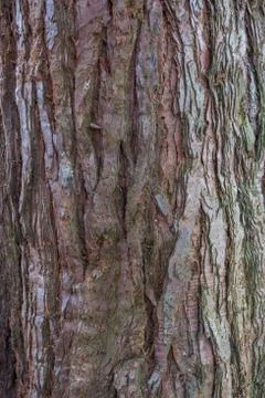 Tree bark texture background Stock Photos