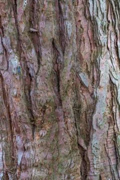 Tree bark texture background Stock Photos