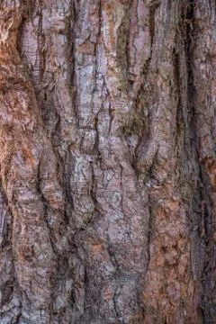 Tree bark texture background Stock Photos