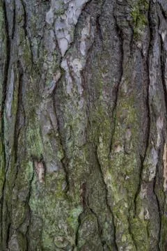 Tree bark texture background Stock Photos