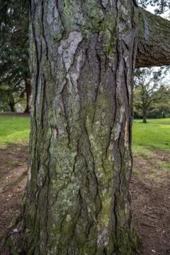 Tree bark texture background Stock Photos