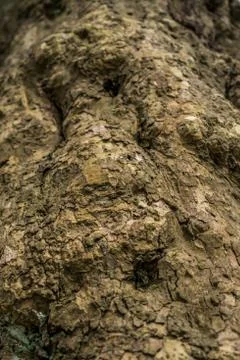 Tree bark texture background Stock Photos