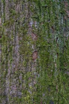 Tree bark texture background Stock Photos