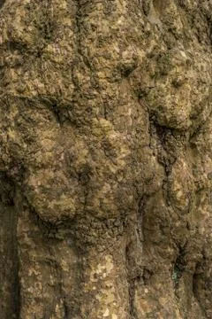 Tree bark texture background Stock Photos