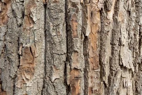 Tree bark texture, background Stock Photos