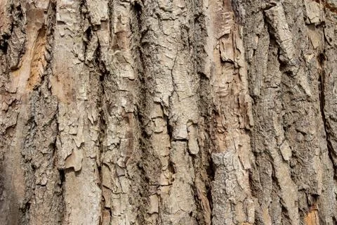 Tree bark texture, background Stock Photos