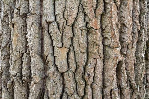 Tree bark texture, background Foto stock