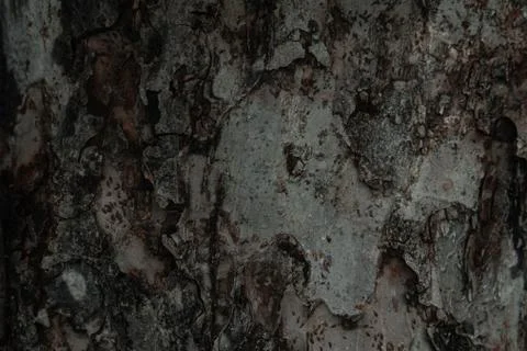 Tree bark texture background Foto stock