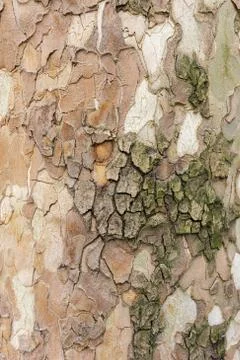 Tree bark texture for background Stock Photos