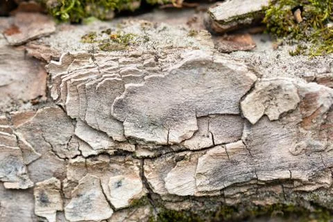 Tree bark texture background. Foto stock