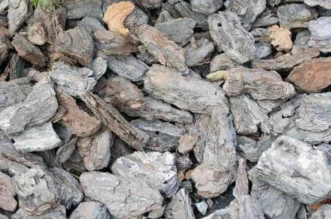 Tree bark texture background Stock Photos