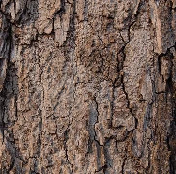 Tree bark texture &amp; background Stock Photos
