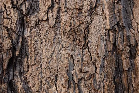 Tree bark texture &amp; background Stock Photos