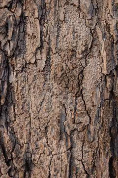 Tree bark texture &amp; background Stock Photos