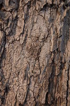 Tree bark texture &amp; background Stock Photos