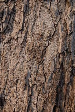 Tree bark texture &amp; background Stock Photos