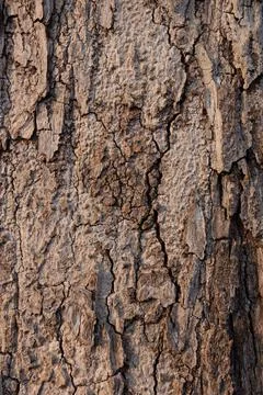 Tree bark texture &amp; background Stock Photos