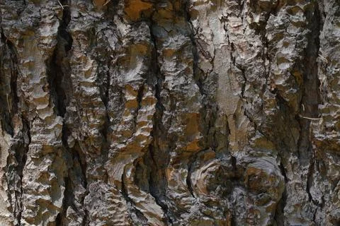 Tree bark texture background. Stock Photos