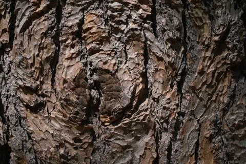 Tree bark texture background. Stock Photos