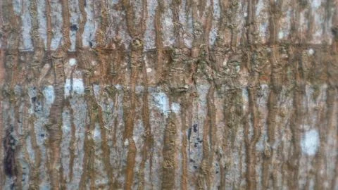 Tree bark texture as a background Foto stock