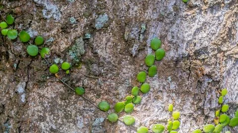 Tree bark texture as a background Stock Photos