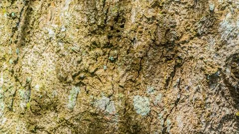 Tree bark texture as a background Stock Photos