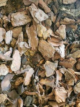 Tree bark texture background Stock Photos