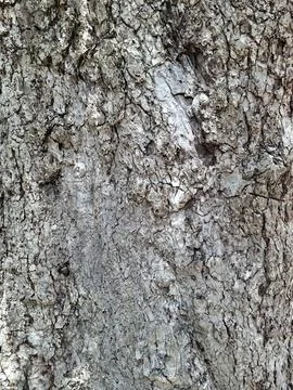 Tree bark texture background Stock Photos