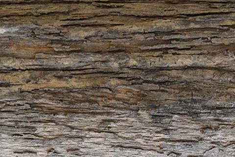Tree bark texture background Stock Photos
