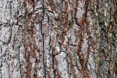 Tree bark texture background rough detail pattern surface wood trunk Stock Photos